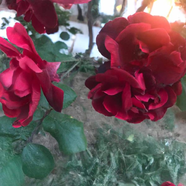 Ben Hala Ruyada Sozleri