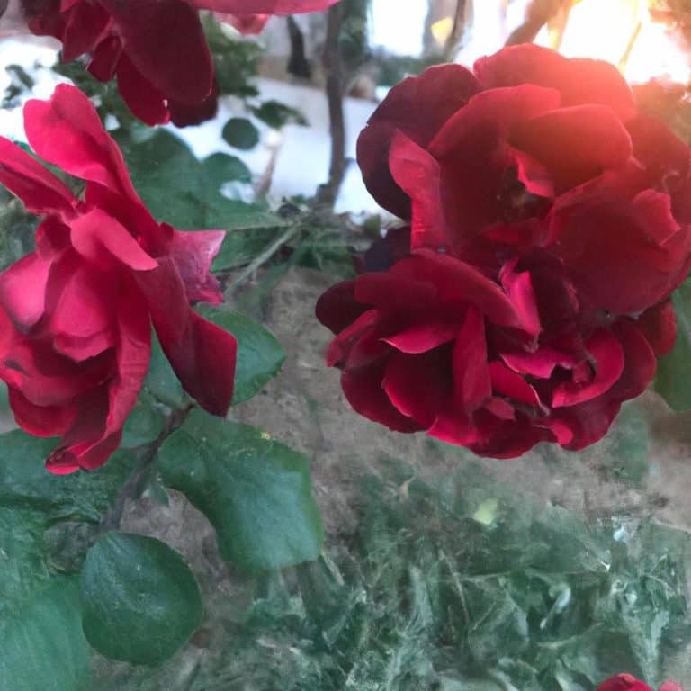 Ben Hala Ruyada Sozleri