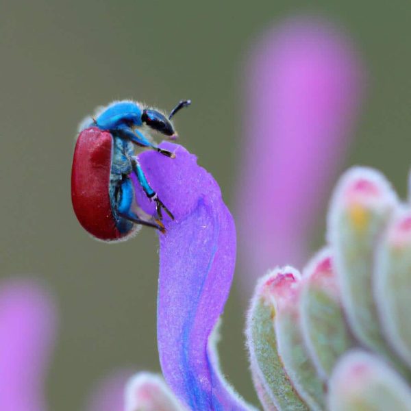 Cumhurbaskanini Ruyada Gormek