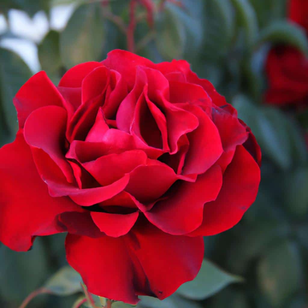 Gul Yuzunu Ruyamizda Sozleri