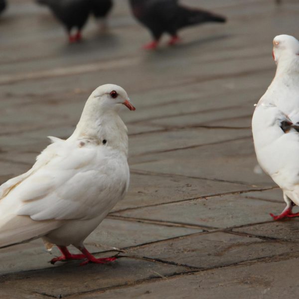 Hayvanlar Ruya Gorur Mu