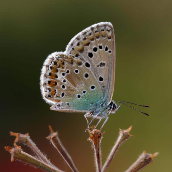 Ruya Demirbulut Kimdir