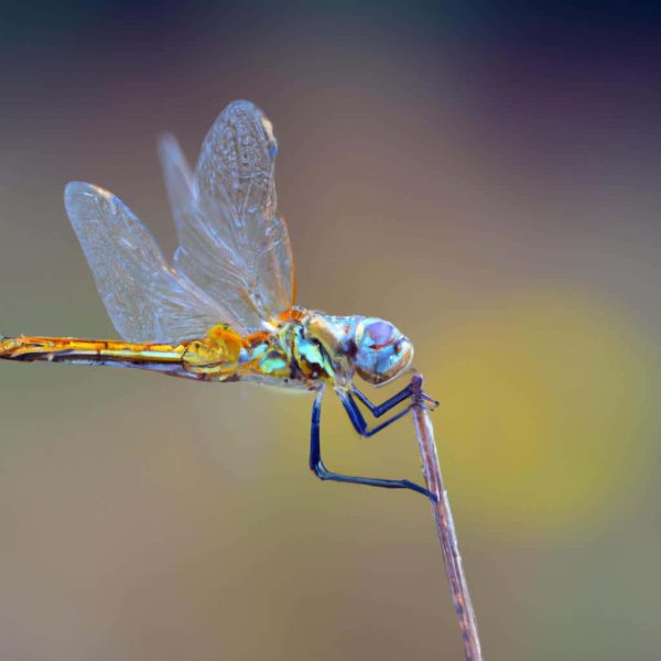 Ruyada Abisini Gormek