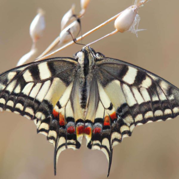 Ruyada Adam Bicaklamak