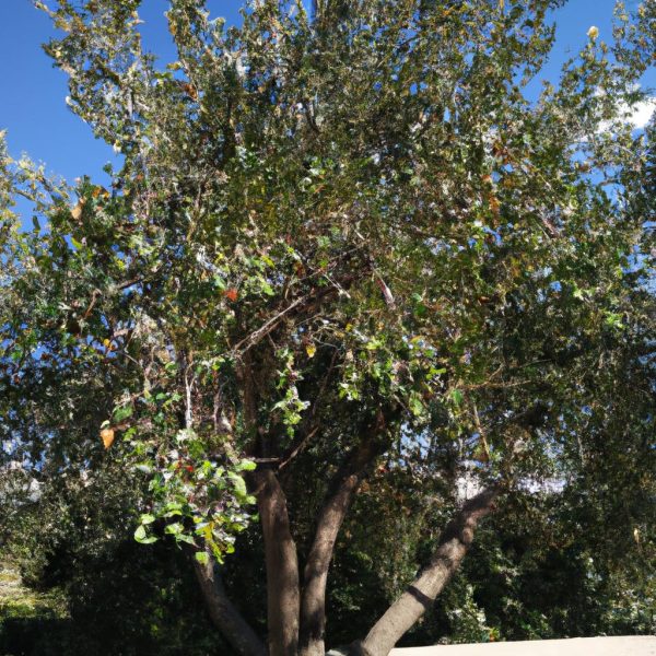 Ruyada Agactan Erik Toplamak