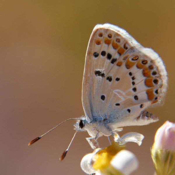 Ruyada Altina Isemek