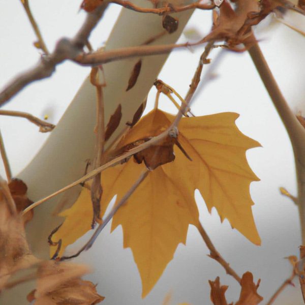 Ruyada Altinlarin Calinmasi