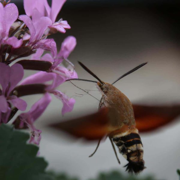 Ruyada Amerikada Olmak