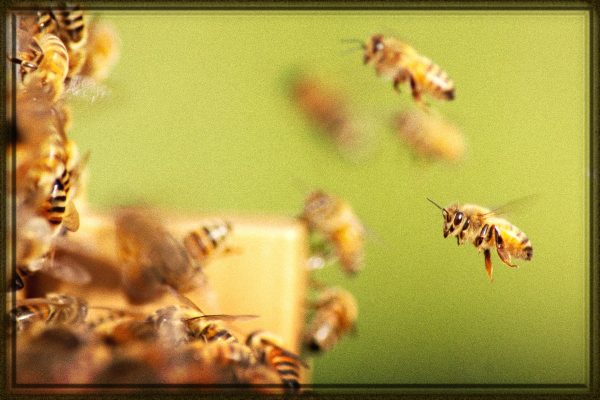 Rüyada Arı Görmek