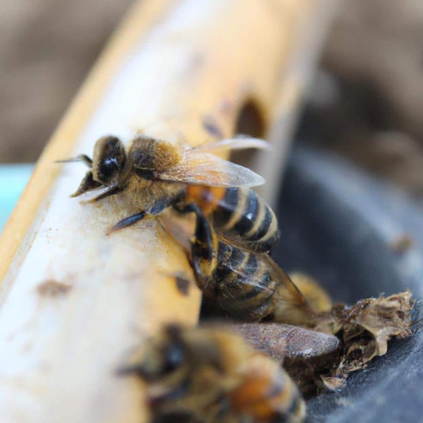 Ruyada Ari Gormek Ne Demektir