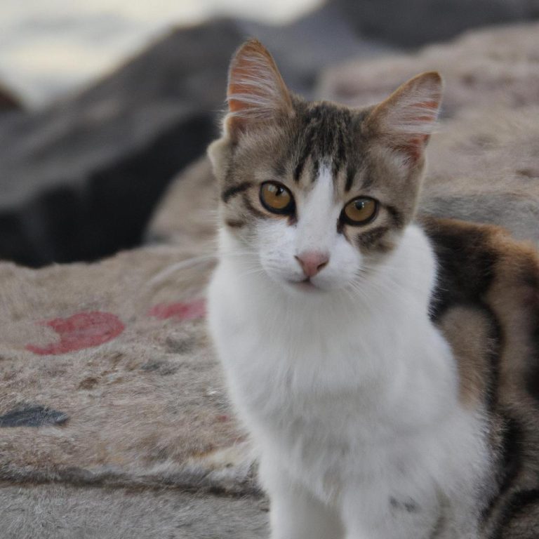 Ruyada Arkadasini Hamile Gormek