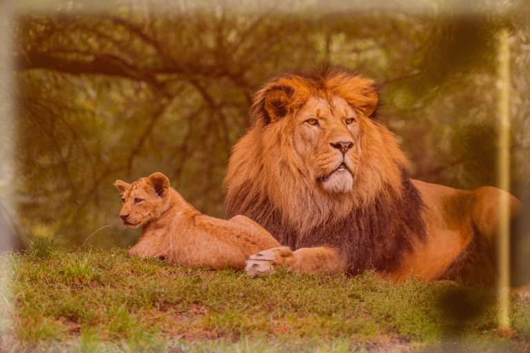 Rüyada Aslan Görmek