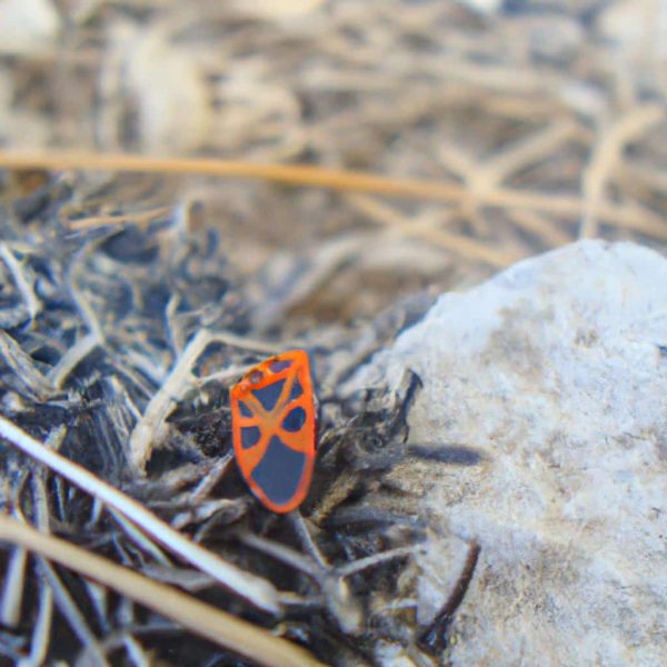 Ruyada Ates Bocegi Gormek