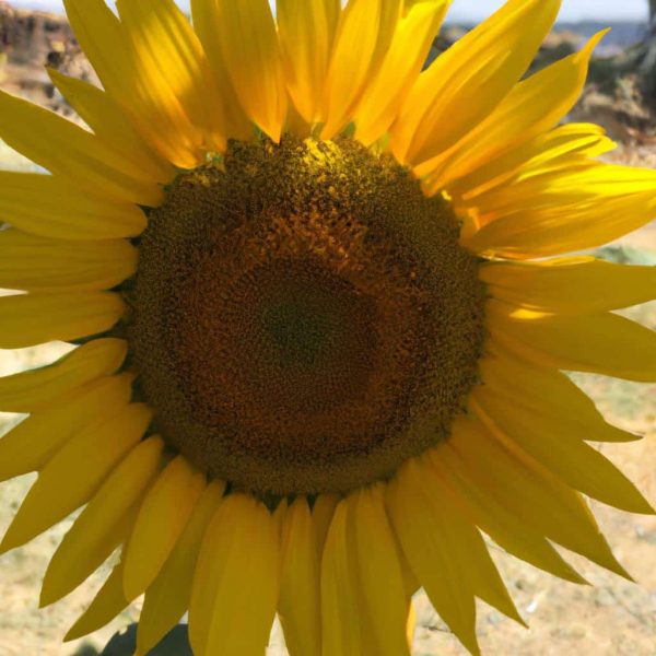 Ruyada Aycicek Yagi Gormek