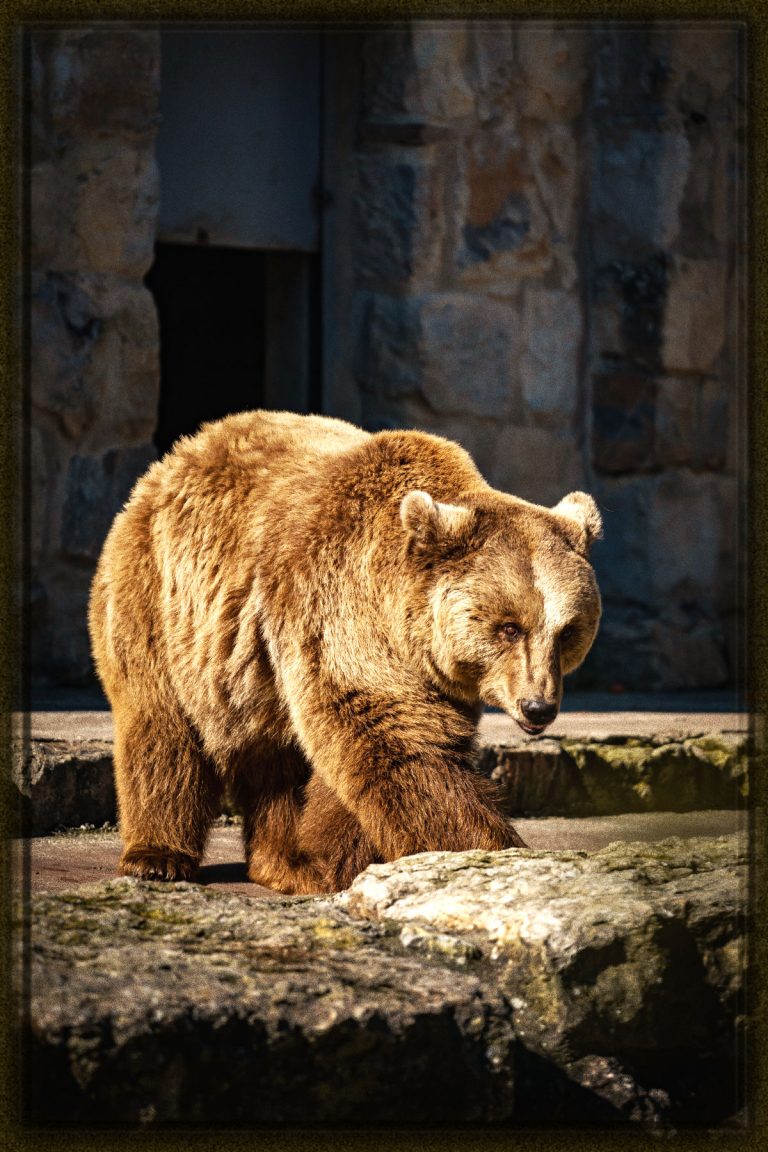 Rüyada Ayı Görmek