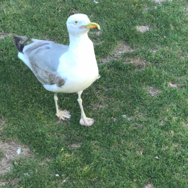 Ruyada Ayidan Kacmak