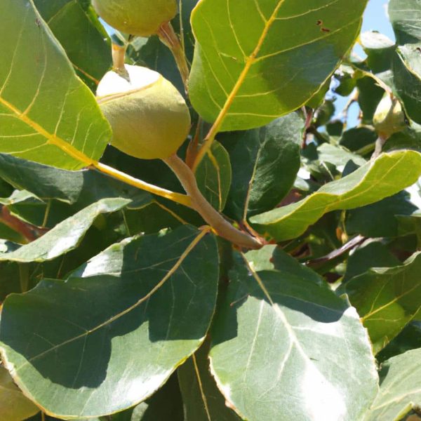 Ruyada Babadan Para Almak