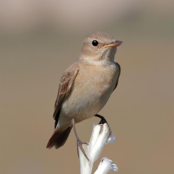Ruyada Babaya Sarilip Aglamak