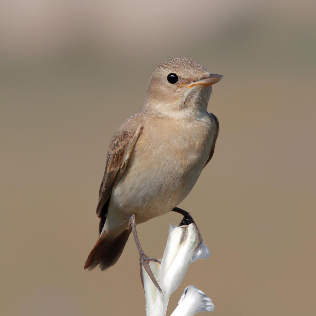 Ruyada Babaya Sarilip Aglamak