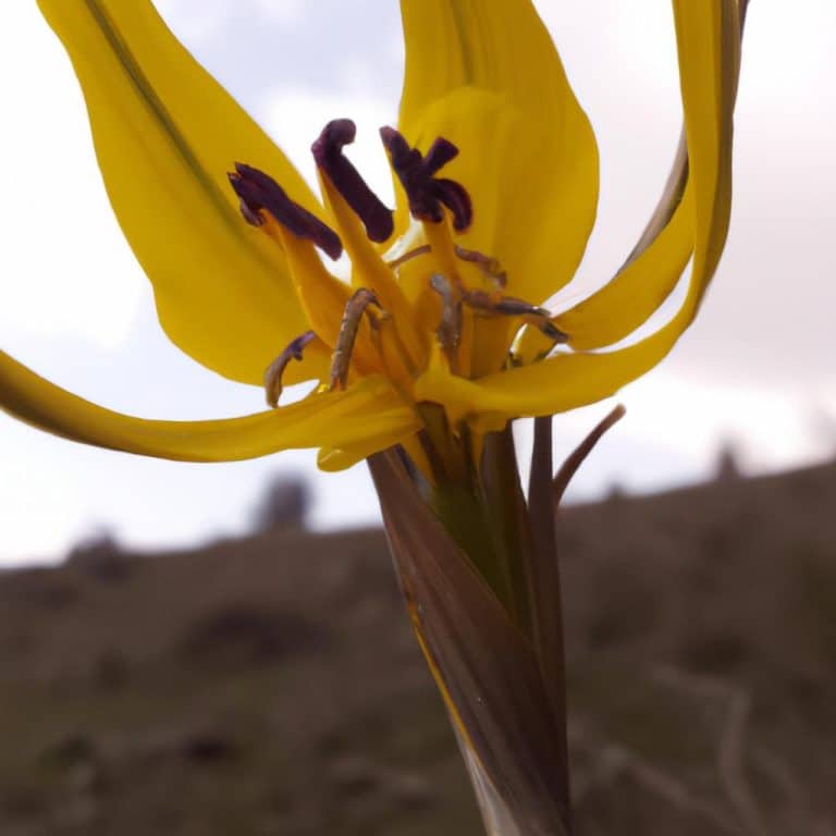 Ruyada Babaya Sarilmak