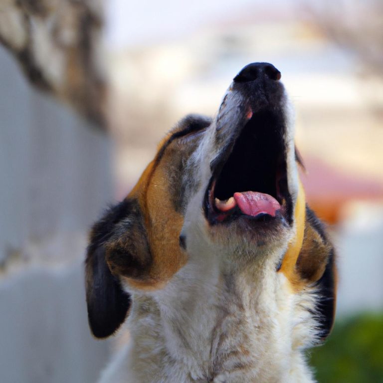 Ruyada Bacagini Kopek Isirmasi Diyanet