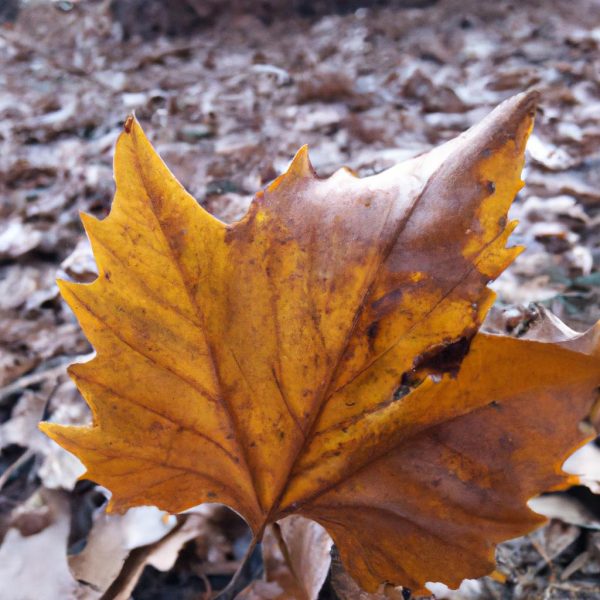 Ruyada Bag Yapragi Gormek