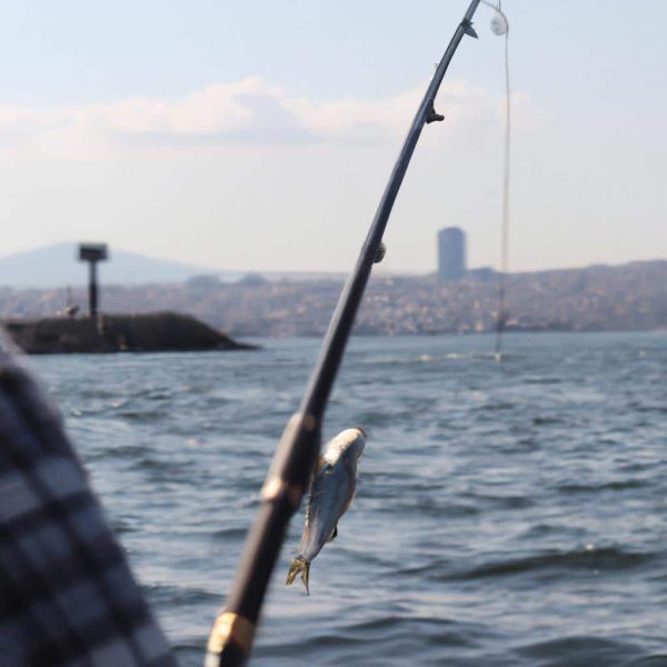 Ruyada Balik Gormek Ne Anlama Gelir