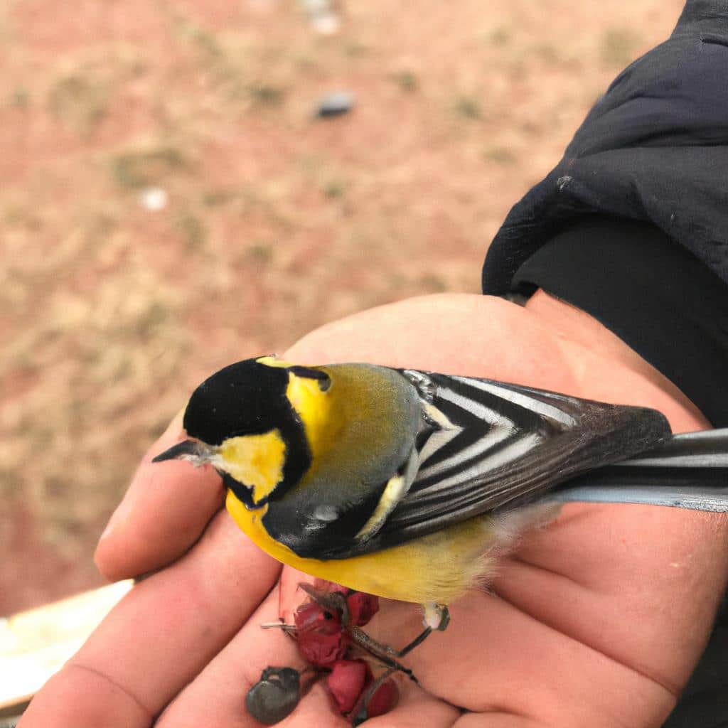 Ruyada Balkabagi Gormek