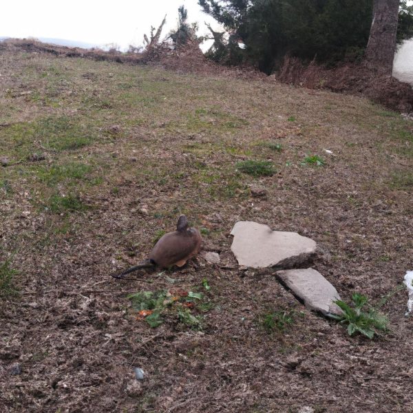 Ruyada Baska Birini Hamile Gormek