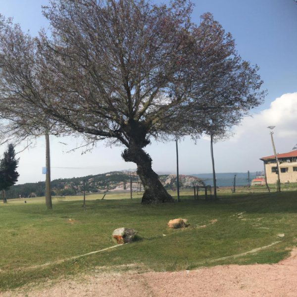 Ruyada Baskasini Yilan Soktugunu Gormek