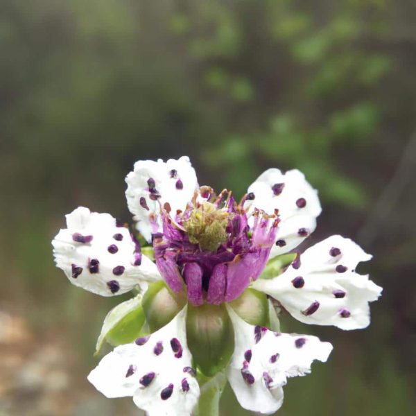 Ruyada Baskasinin Cinsel Organini Gormek