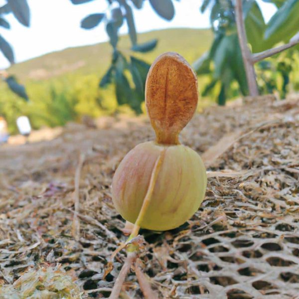 Ruyada Baskasinin Erkek Cinsel Organi Gormek