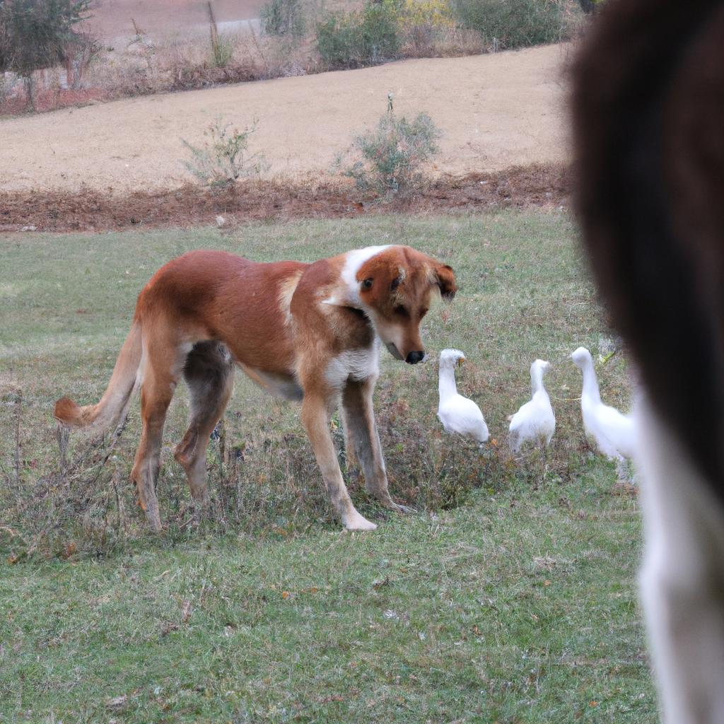 Ruyada Baskasinin Hayvan Kestigini Gormek