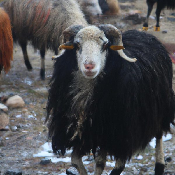 Ruyada Baskasinin Kurbanini Gormek