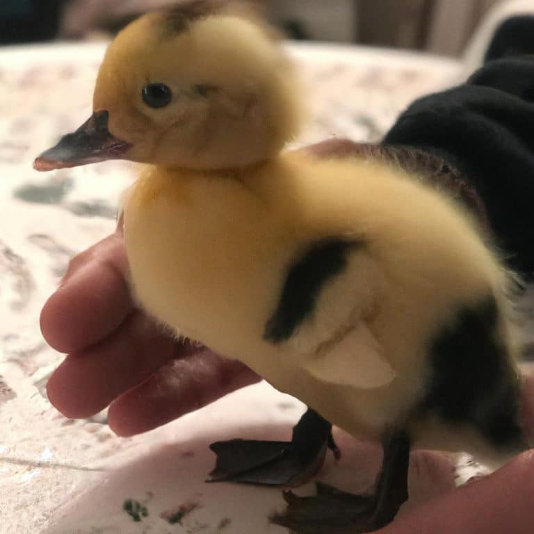 Ruyada Bebek Aglamasi