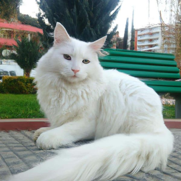 Ruyada Beyaz Aslan Gormek