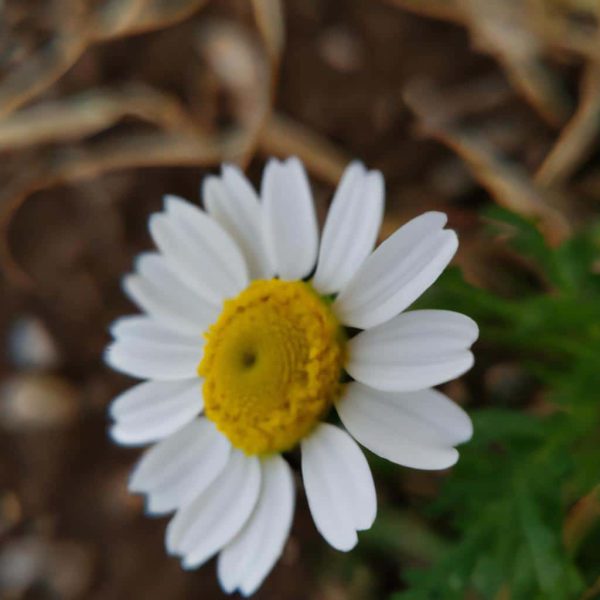 Ruyada Beyaz Ata Binmek