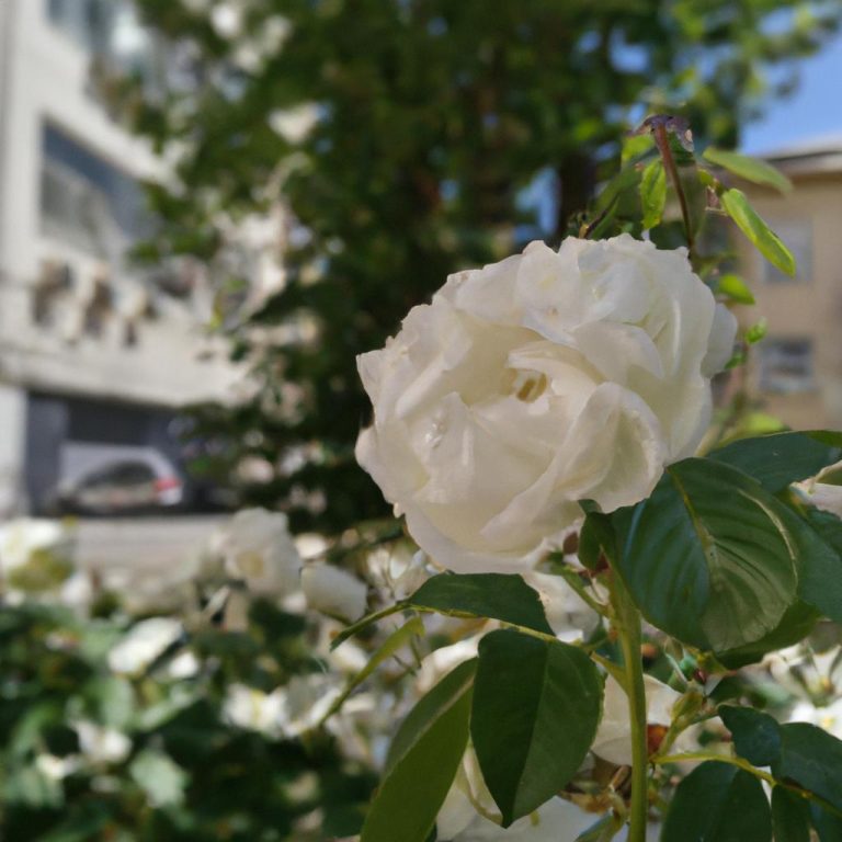 Ruyada Beyaz Bit Gormek