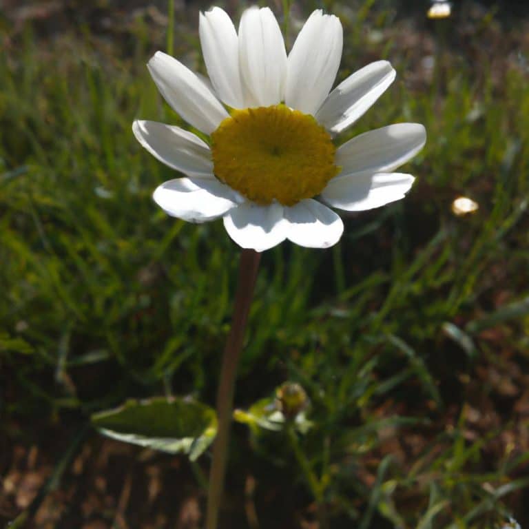 Ruyada Beyaz Camasir Gormek