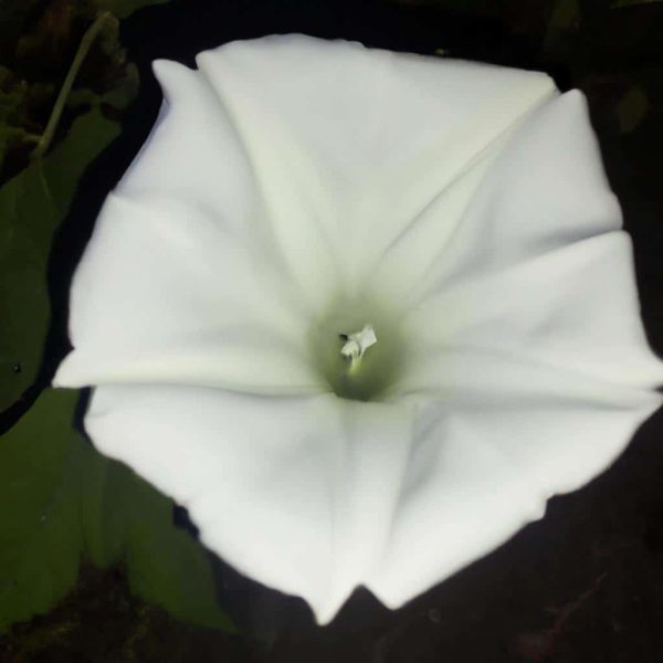 Ruyada Beyaz Cicek Gormek