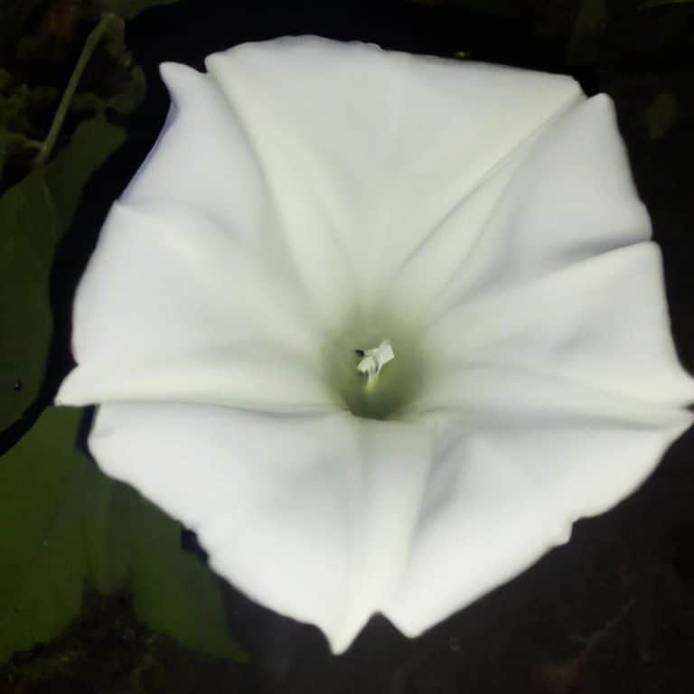 Ruyada Beyaz Cicek Gormek