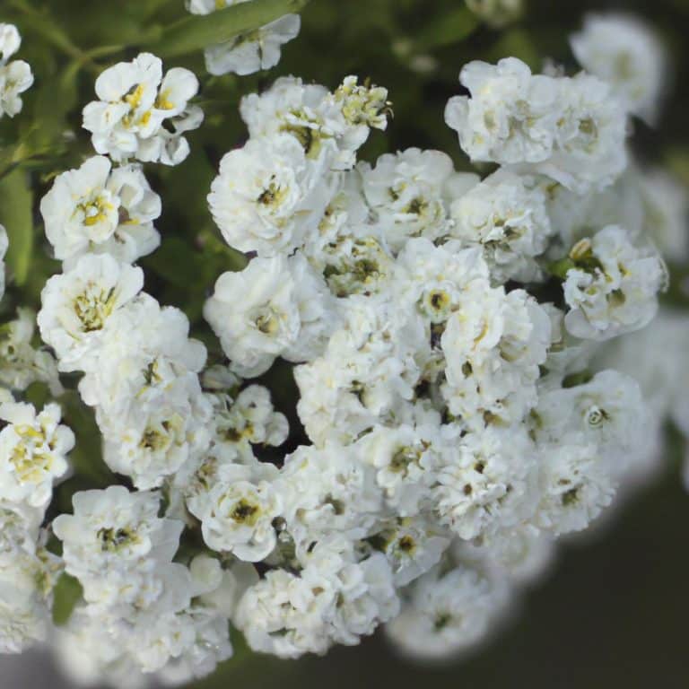 Ruyada Beyaz Corap Giymek