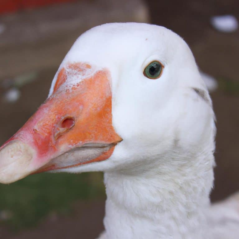 Ruyada Beyaz Corap Gormek