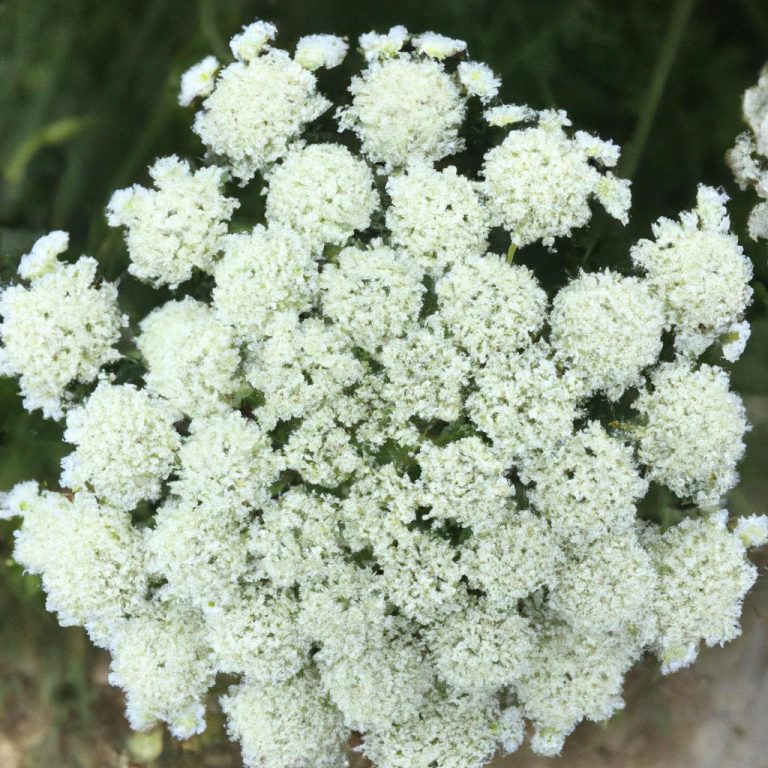 Ruyada Beyaz Dantel Gormek