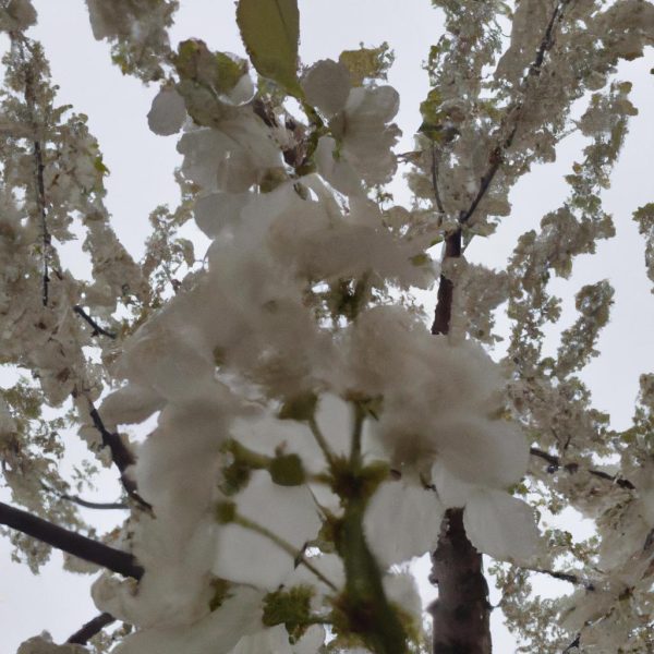 Ruyada Beyaz Dut Agaci Gormek