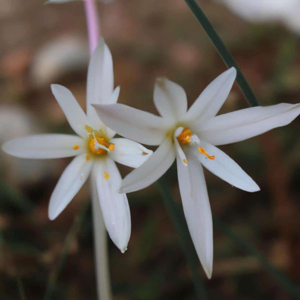 Ruyada Beyaz Esya Gormek