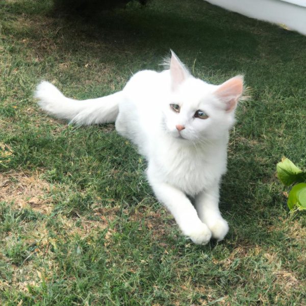 Ruyada Beyaz Gomlek Gormek