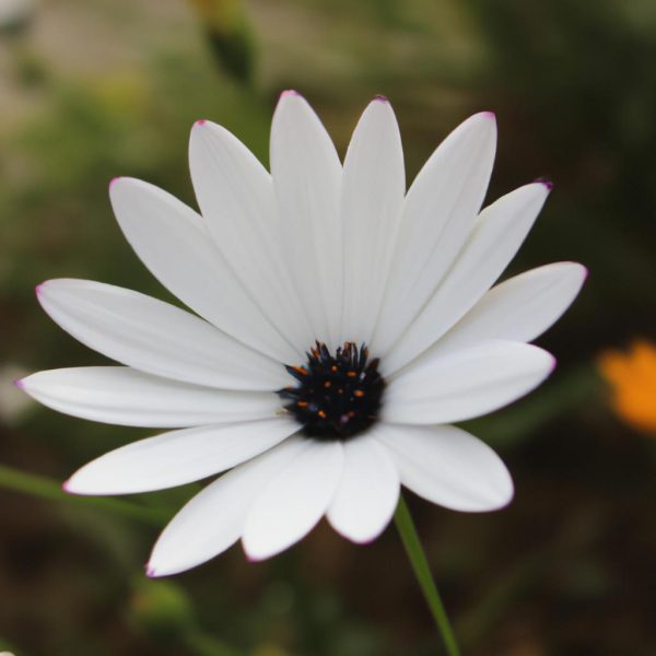 Ruyada Beyaz Inek Gormek