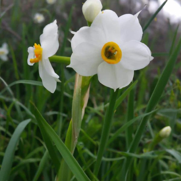 Ruyada Beyaz Ip Gormek