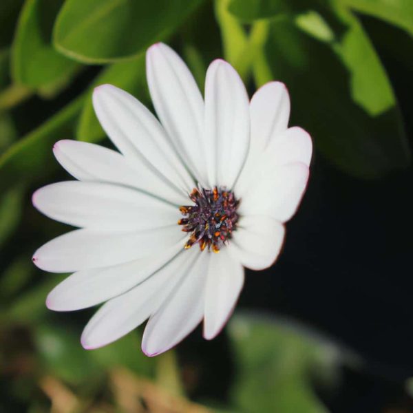 Ruyada Beyaz Iplik Gormek